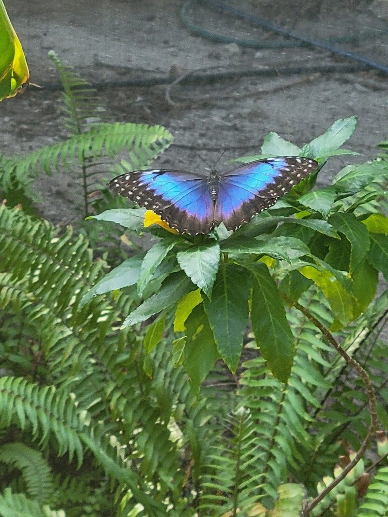 Photo 4 at The Butterfly Farm Aruba in Noord