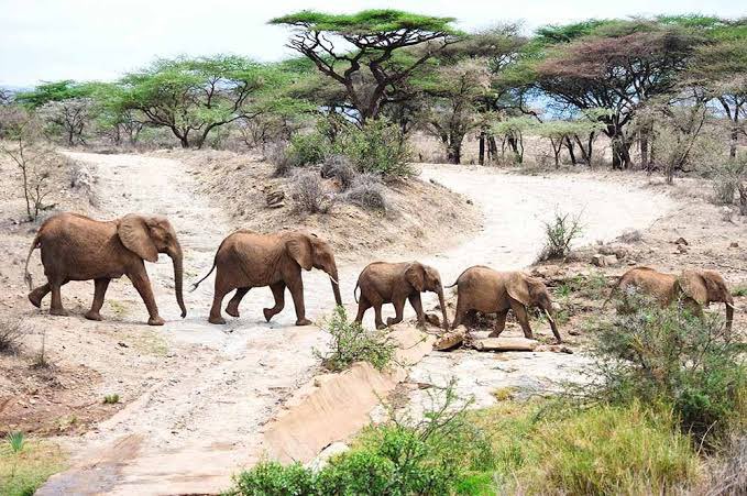 Photo 6 at Katavi National Park in 