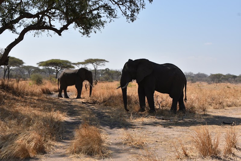 Photo 3 at Katavi National Park in 
