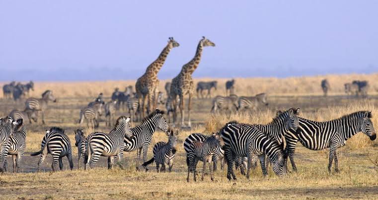 Katavi National Park in 
