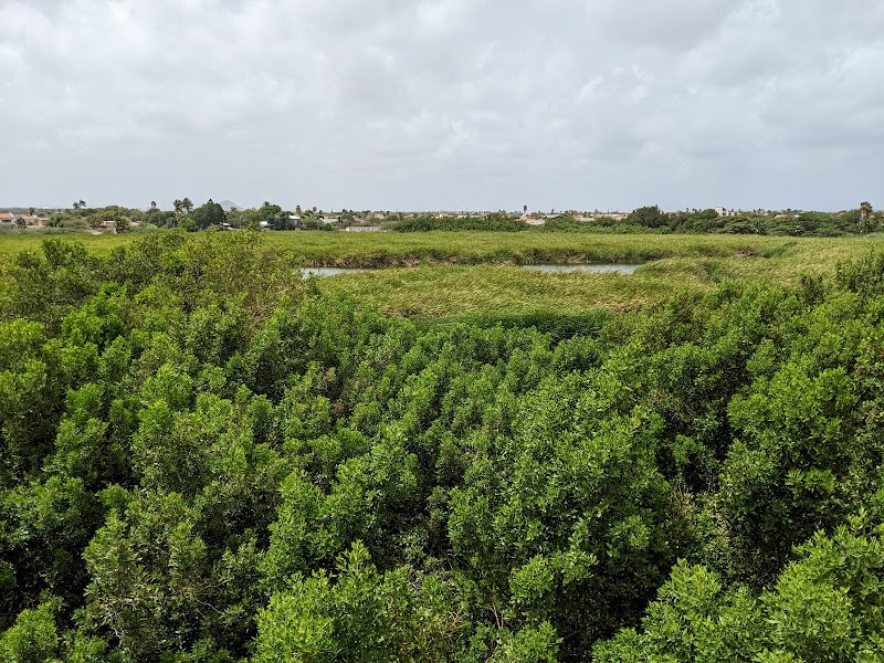 Photo 4 at Bubali Bird Sanctuary in Noord