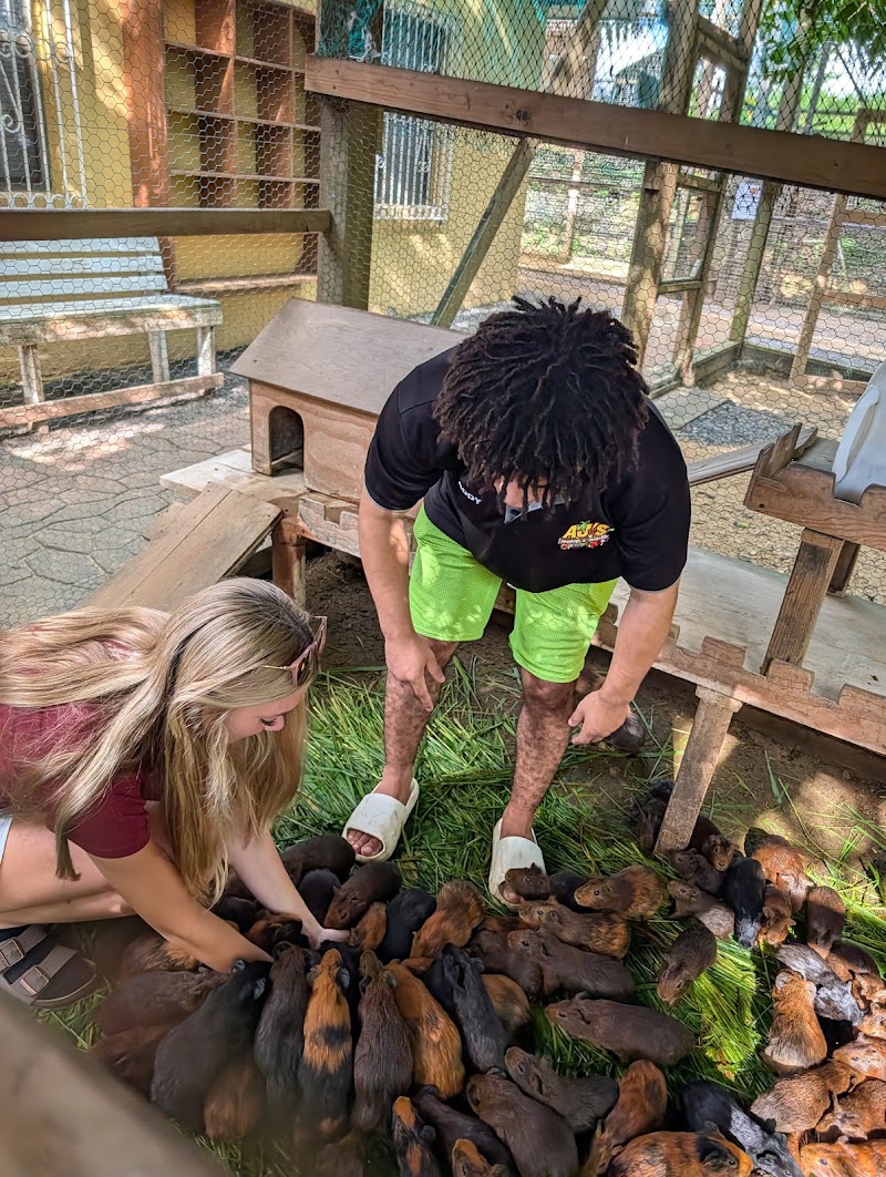 Photo 6 at AJ's Monkeys and Sloths in French Cay