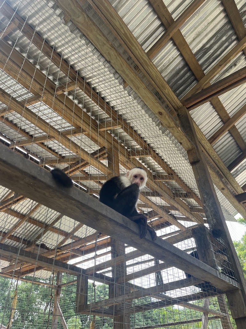 Photo 4 at AJ's Monkeys and Sloths in French Cay