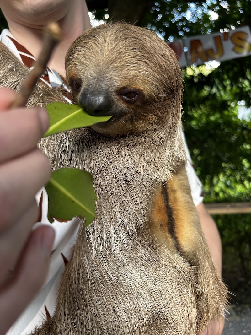 Photo 1 at AJ's Monkeys and Sloths in French Cay