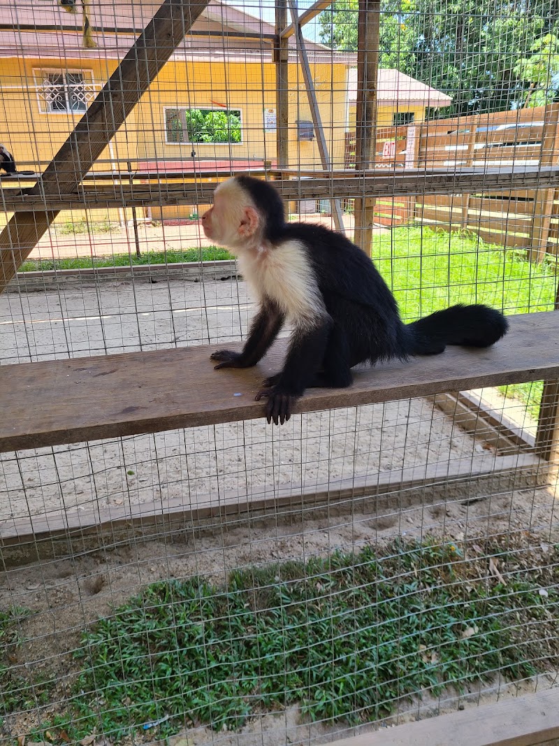 AJ's Monkeys and Sloths in French Cay