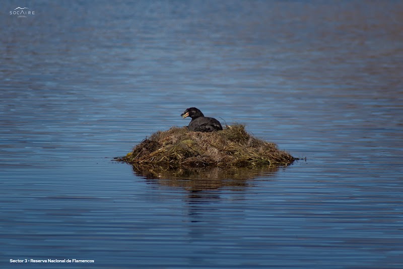Photo 4 at Lagunas Miscanti y Miñiques in Socaire