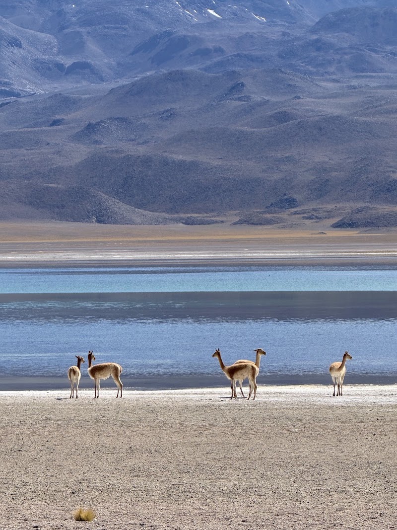 Photo 1 at Lagunas Miscanti y Miñiques in Socaire
