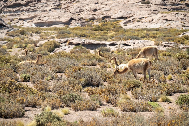 Photo 5 at Lagunas Miscanti y Miñiques in Socaire