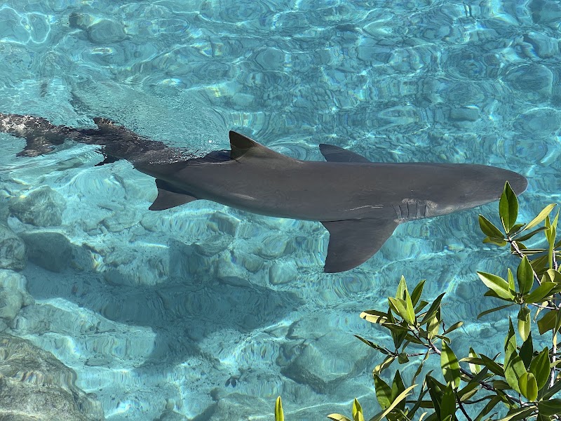 Photo 5 at Curaçao Sea Aquarium in Willemstad