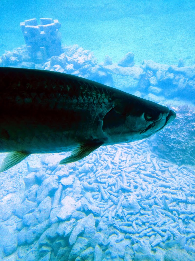 Photo 6 at Curaçao Sea Aquarium in Willemstad