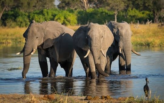 Photo 5 at Okavango Delta in 