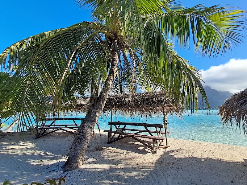Photo 6 at Bora Bora Lagoonarium in Récif du Motu de Bora