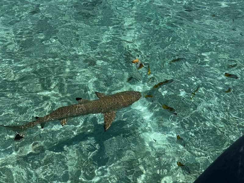 Photo 1 at Bora Bora Lagoonarium in Récif du Motu de Bora