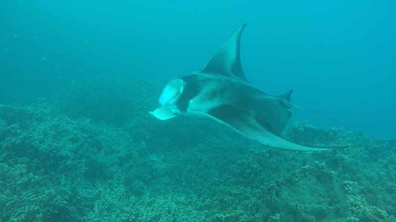 Photo 4 at Bora Bora Lagoonarium in Récif du Motu de Bora