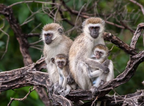Photo 5 at Lake Manyara National Park in 
