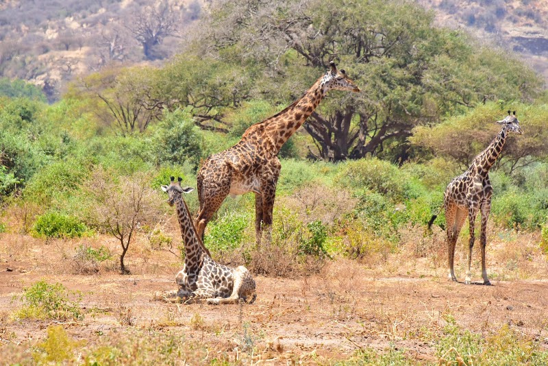 Photo 1 at Lake Manyara National Park in 