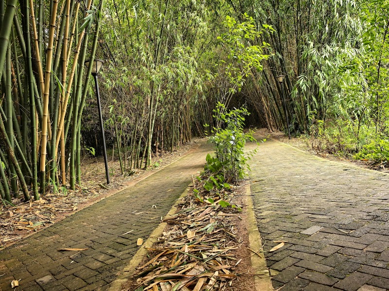 Photo 2 at Nyandungu Eco-Park in Kigali