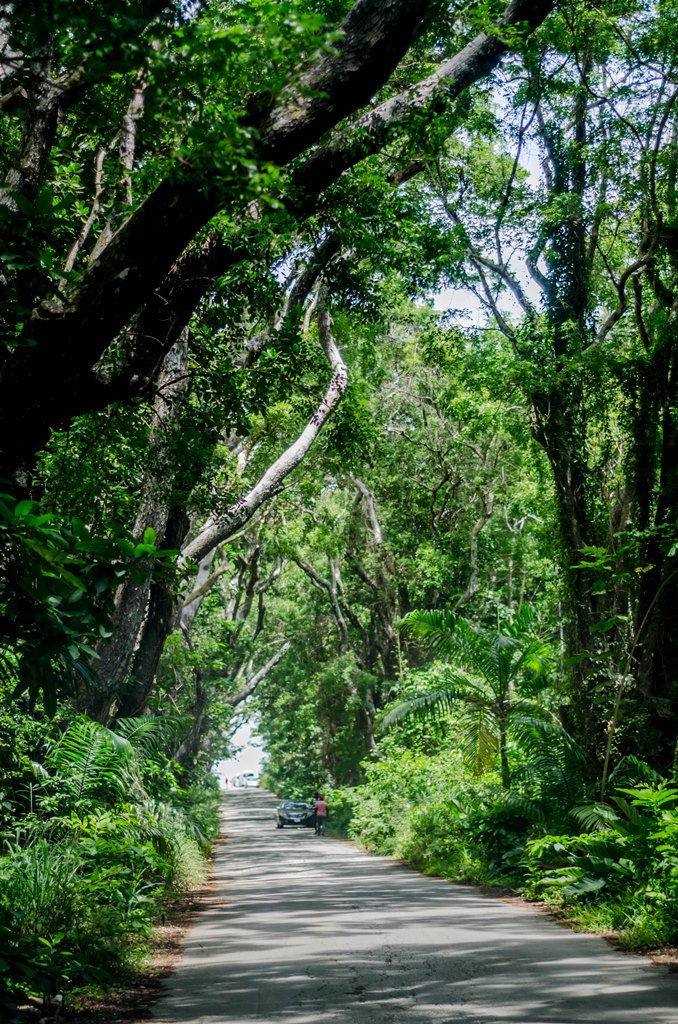 Photo 5 at Cherry Tree Hill Reserve in Mount Stepney