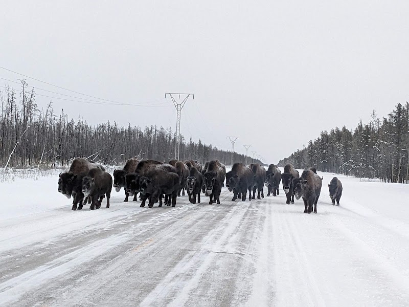 Photo 5 at Wood Buffalo National Park of Canada in 