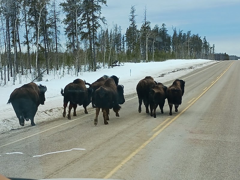 Wood Buffalo National Park of Canada in 