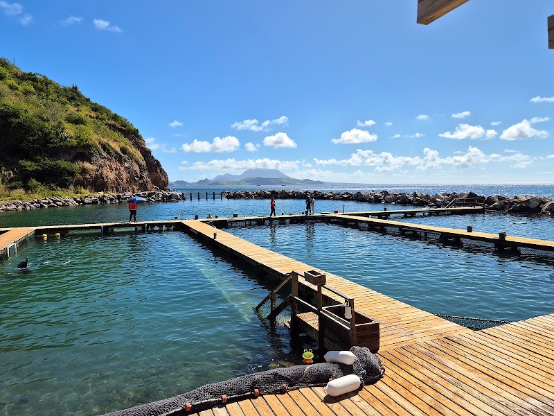Dolphin Explorer St Kitts in Basseterre