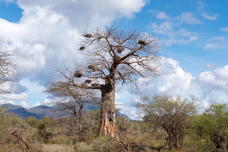 Photo 6 at Tsavo West National Park in 