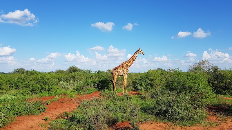 Tsavo West National Park in 