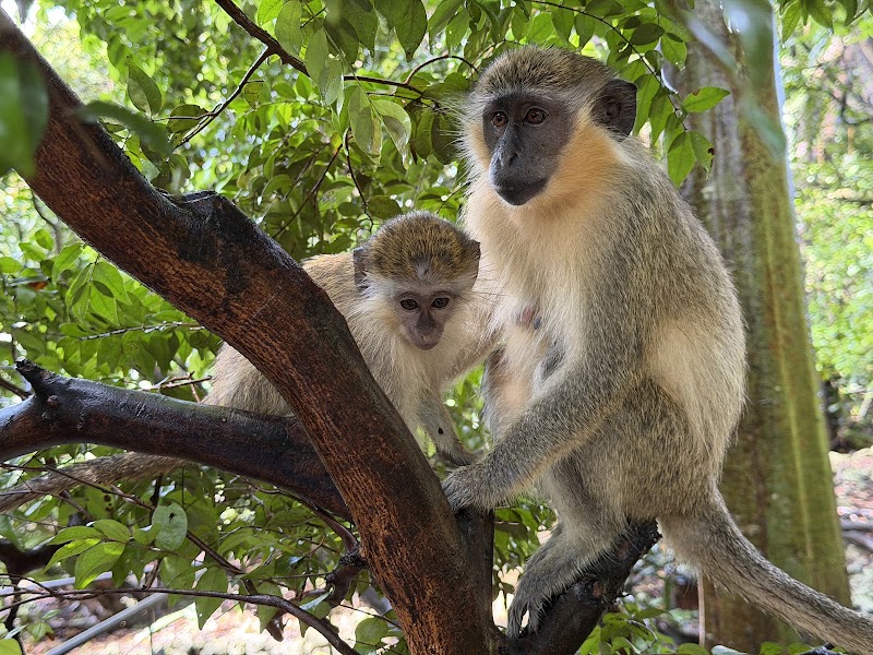 Barbados Wildlife Reserve in Benny Hall