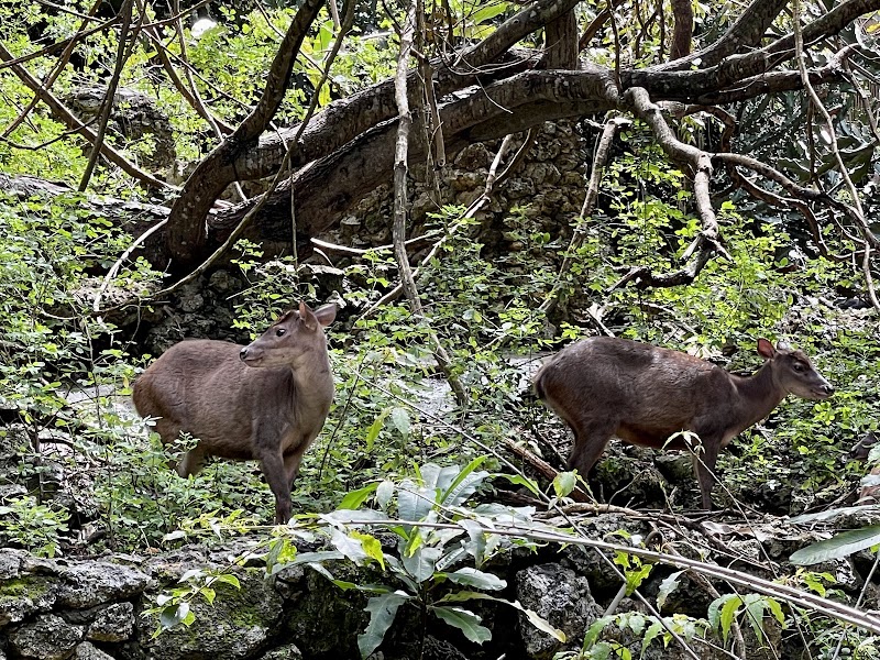 Photo 6 at Barbados Wildlife Reserve in Benny Hall