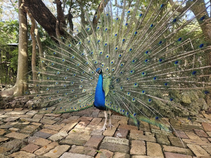 Photo 3 at Barbados Wildlife Reserve in Benny Hall