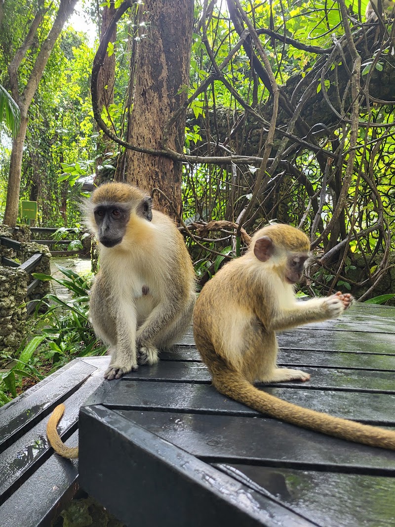 Photo 5 at Barbados Wildlife Reserve in Benny Hall