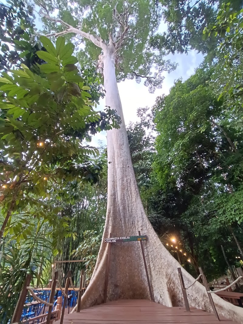 Photo 3 at Taman Negara in 