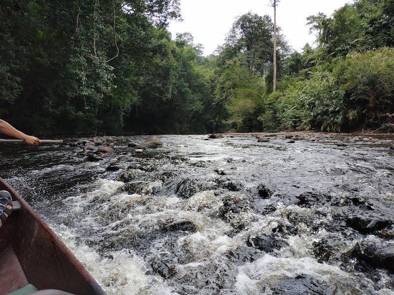 Photo 6 at Taman Negara in 