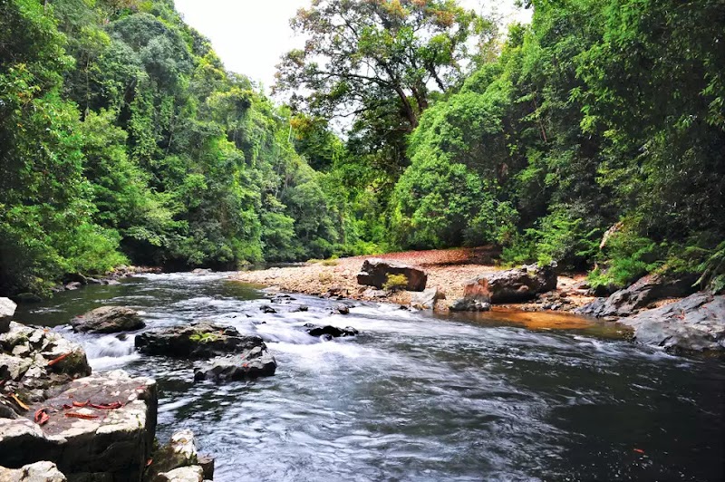 Photo 2 at Taman Negara in 