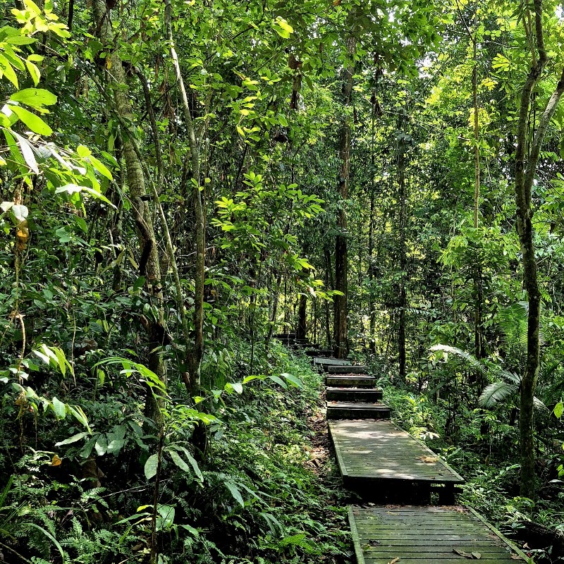 Photo 4 at Taman Negara in 