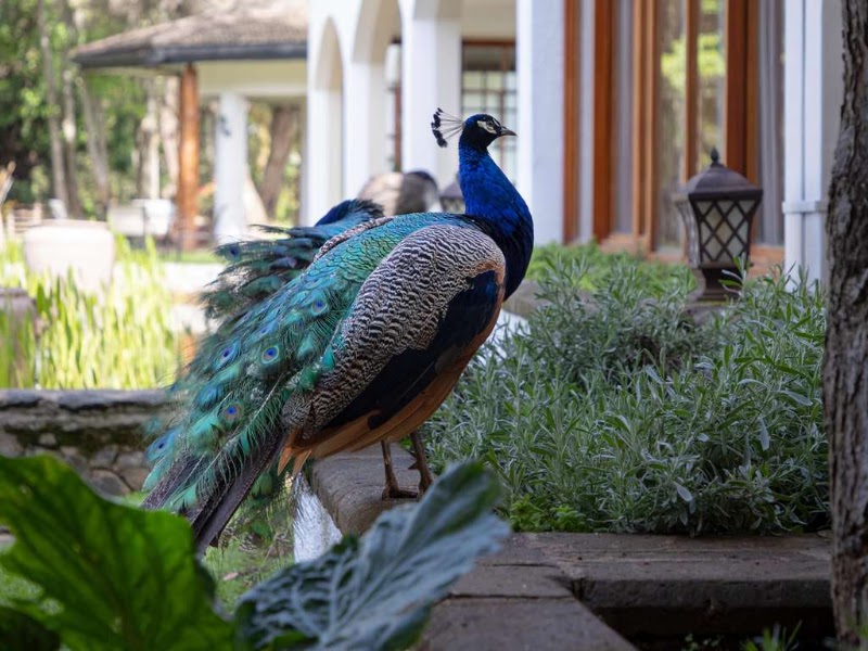 Photo 5 at Fairmont Mount Kenya Safari Club in Nanyuki