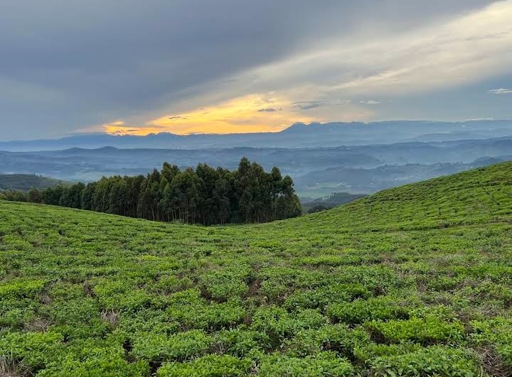 Photo 2 at Nyungwe National Park in 