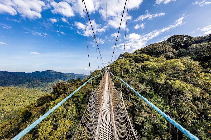Nyungwe National Park in 