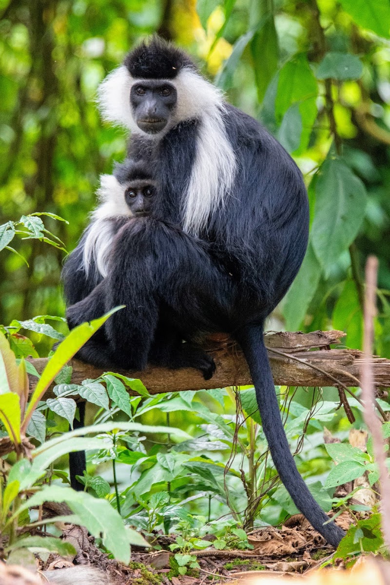 Photo 3 at Nyungwe National Park in 