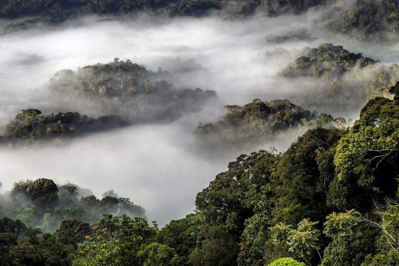 Photo 1 at Nyungwe National Park in 