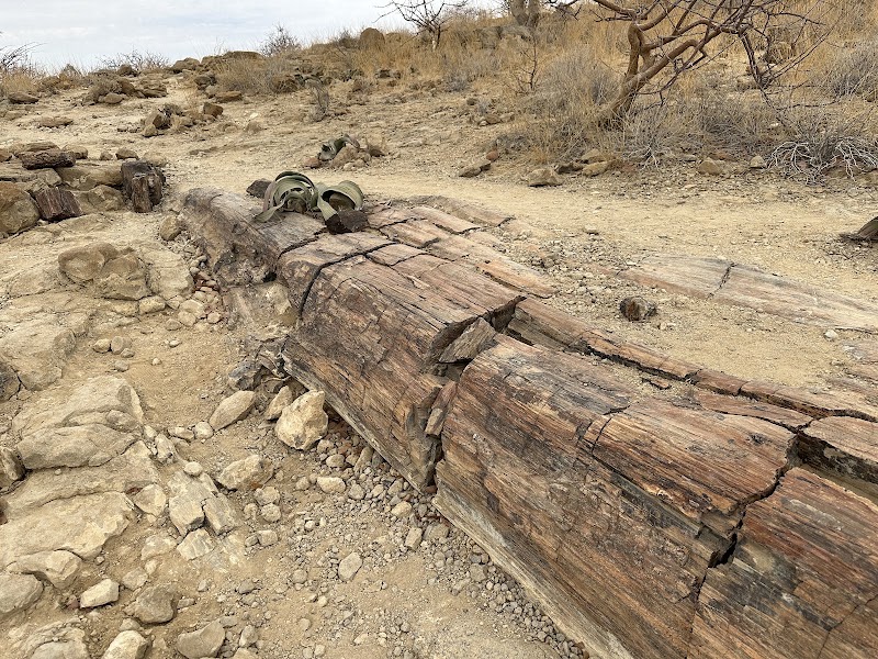 Photo 6 at Petrified Forest in 