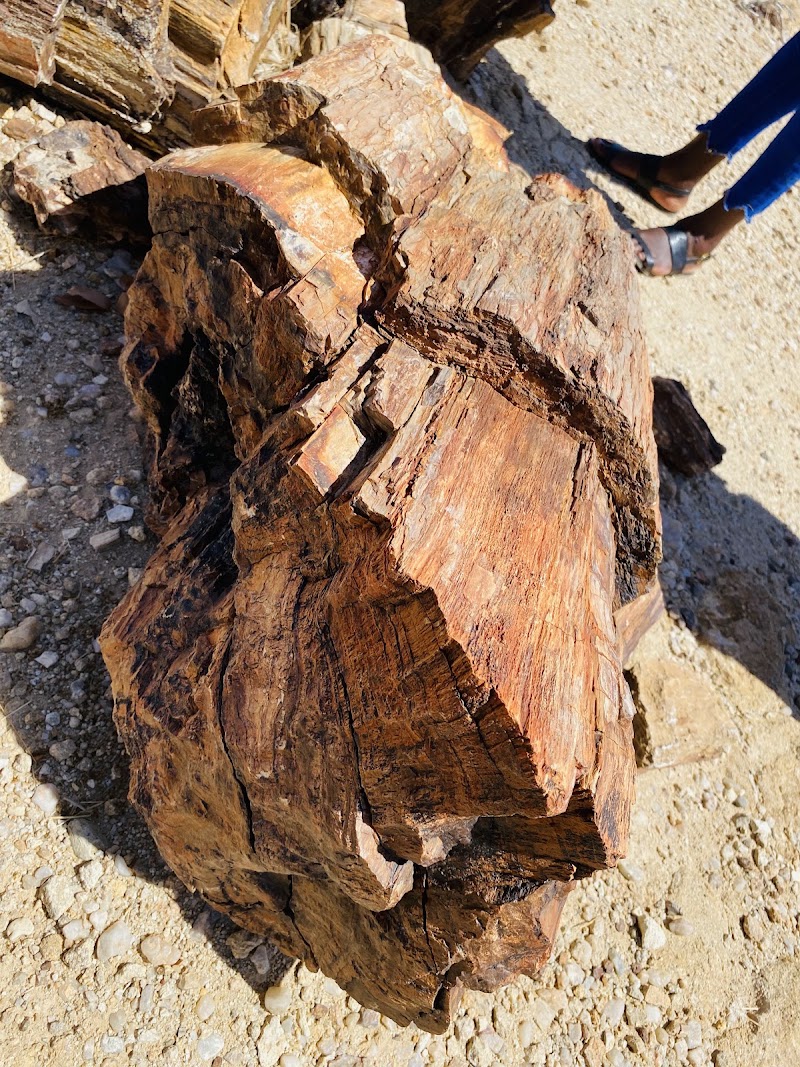 Photo 4 at Petrified Forest in 