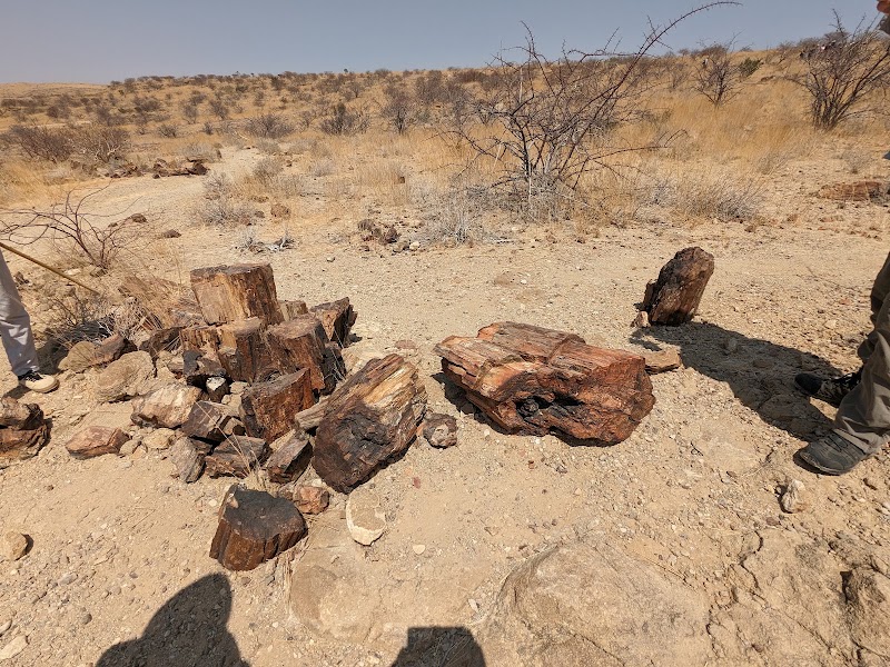 Photo 5 at Petrified Forest in 