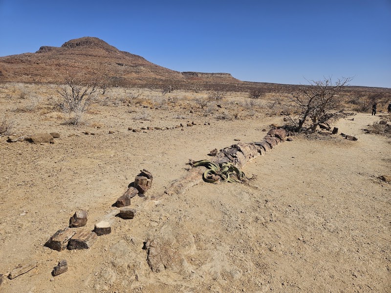 Photo 1 at Petrified Forest in 