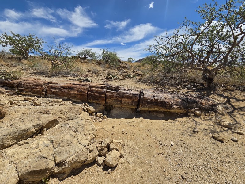 Petrified Forest in 