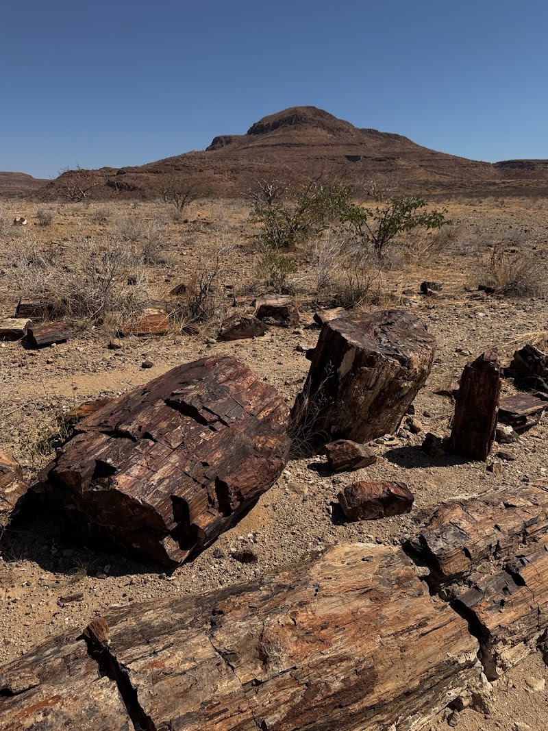 Photo 2 at Petrified Forest in 