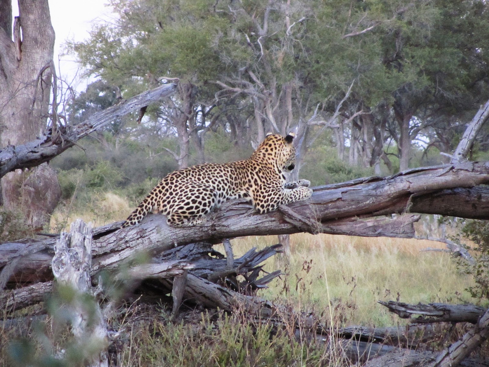 Moremi Game Reserve in 