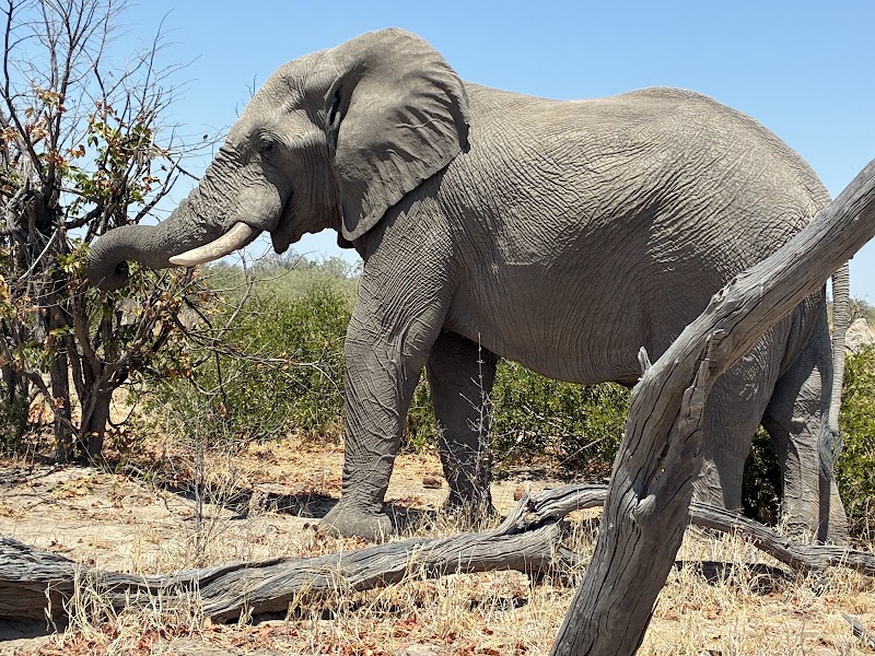 Photo 2 at Moremi Game Reserve in 