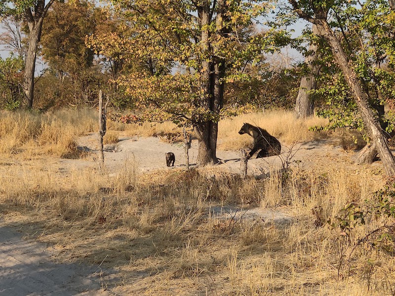 Photo 3 at Moremi Game Reserve in 