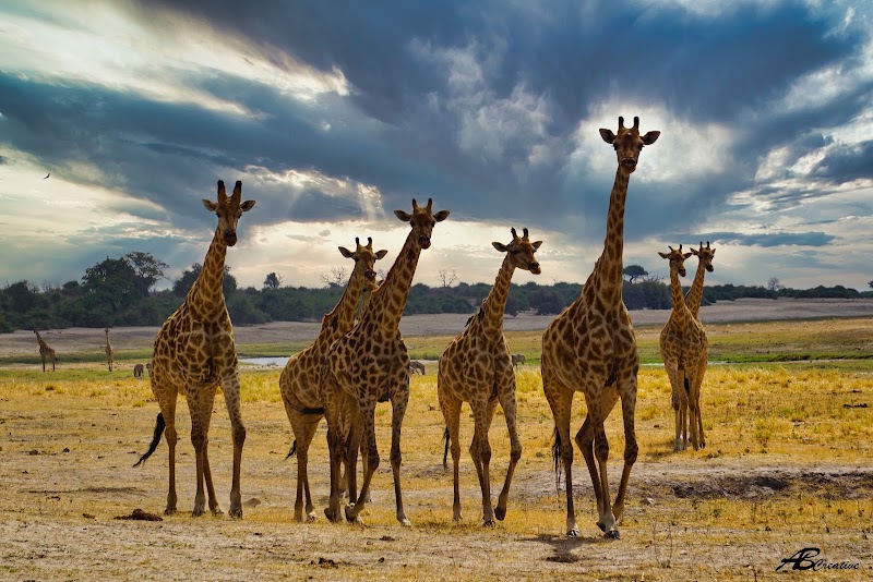 Photo 4 at Moremi Game Reserve in 